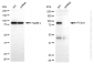 KD-Validated Anti-PTGS1 Rabbit Monoclonal Antibody